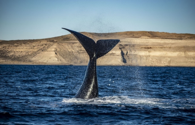 Avistaje De Ballenas Y Ping�inera Punta Tombo