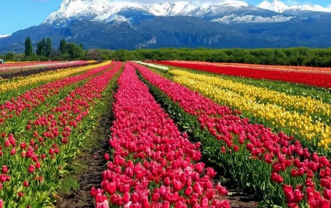 Esquel con campo de tulipanes