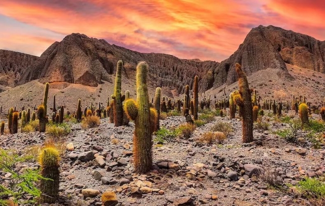 Norte Argentino Y Chileno Con San Pedro De Atacama 