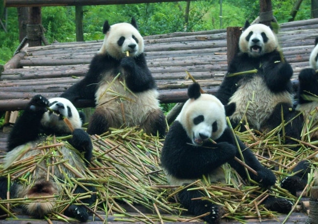 China Premium, Pandas + Avatar