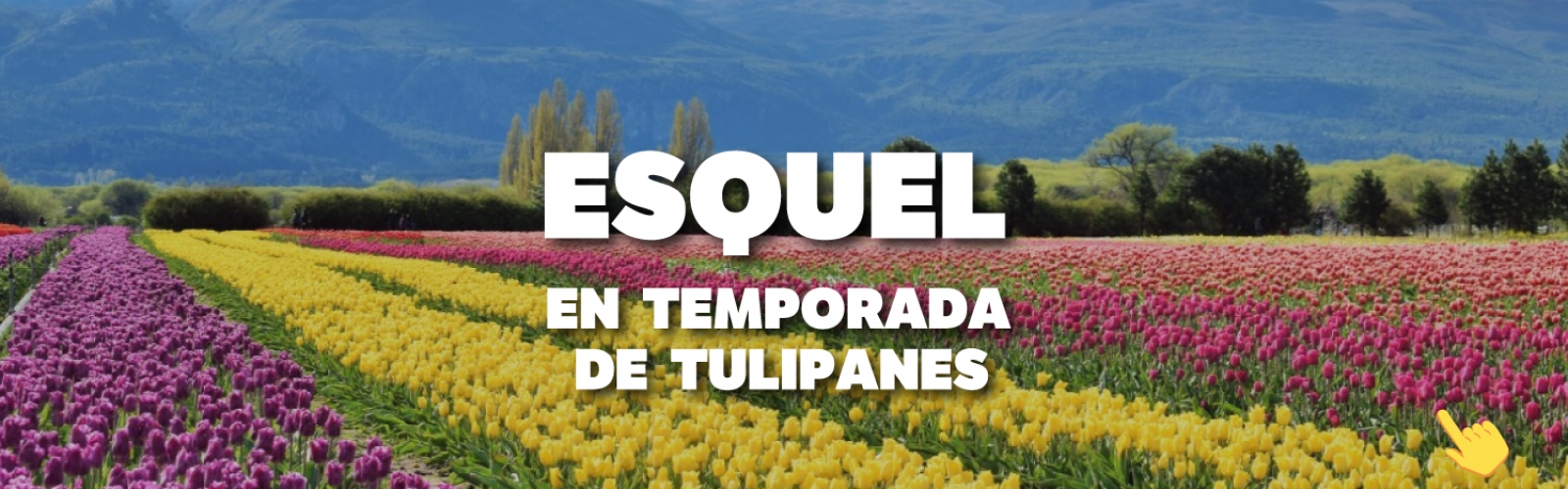 Tulipanes