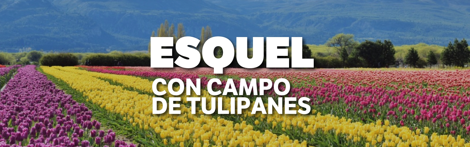 Esquel con campo de tulipanes