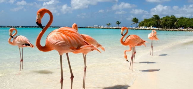 Aruba Desde Rosario