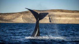 Avistaje De Ballenas Y Ping�inera Punta Tombo