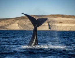 Avistaje De Ballenas Y Ping�inera Punta Tombo