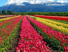 Esquel con campo de tulipanes